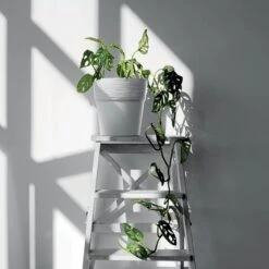 Prosperplast Maceta FURU , 178x178x180, Color Blanco -Jardinería Equipos Tienda 63853012241423.18792909