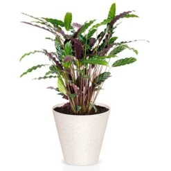 Prosperplast Macetero Redondo 30x30x28cm 12 L -Jardinería Equipos Tienda 93953ecbb86c02c4