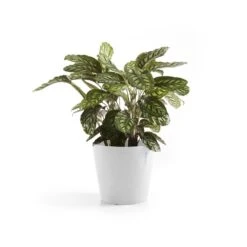 Ecopots Maceta Redonda Amsterdam 25 Pure White - ø 25,4 X H. 24,5 Cm - 9,7 L -Jardinería Equipos Tienda b52ff22e93daa45d