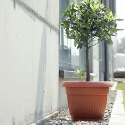 Prosperplast Maceta TERRA 48L 550x550x430 Terracota 7 Prosperplast Maceta TERRA 48L 550x550x430 Terracota -Jardinería Equipos Tienda e889ad287fbb7b33