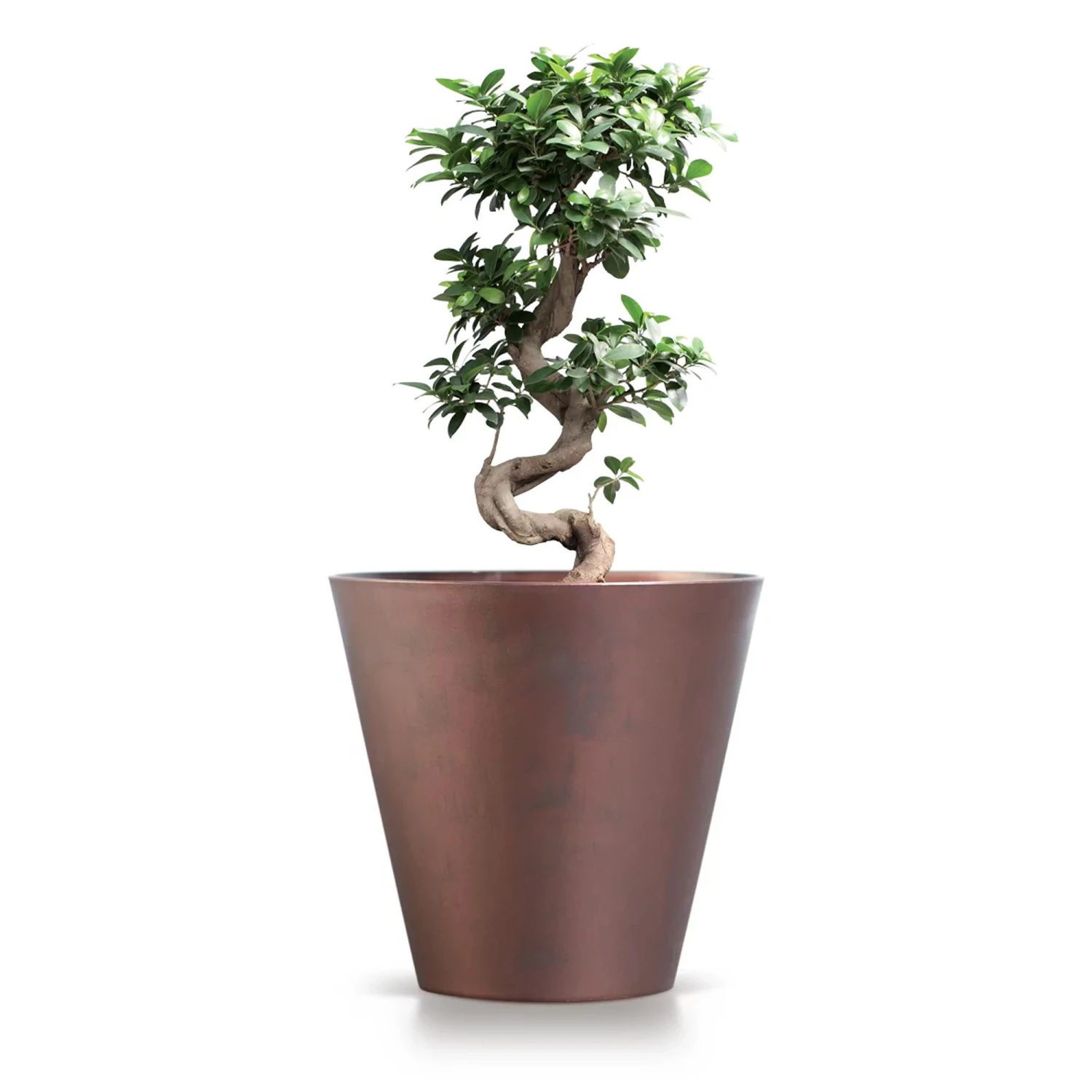 Prosperplast Maceta TUBUS CORTEN 12L 300x300x280 Cobre 4 Prosperplast Maceta TUBUS CORTEN 12L 300x300x280 Cobre - Imagen 4